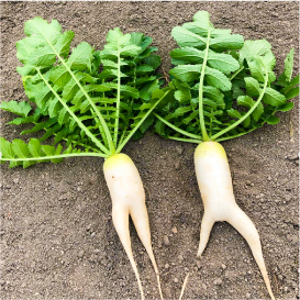 写真のタイトル